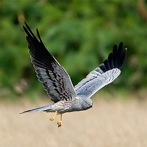 Montagu's Harrier